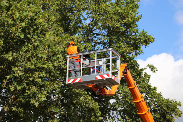 Galax, VA Tree Services Company