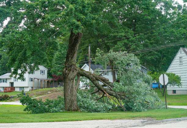 Leaf Removal in Galax, VA